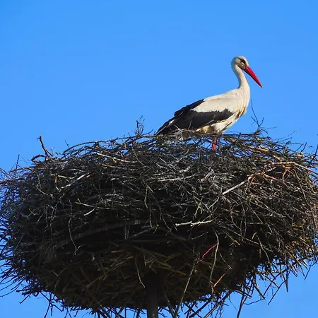 Siedlisko Mazurskie Kolo Mikolajek Prázdninový dům Zełwągi
